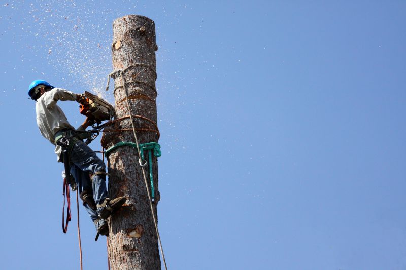 Large Tree Felling