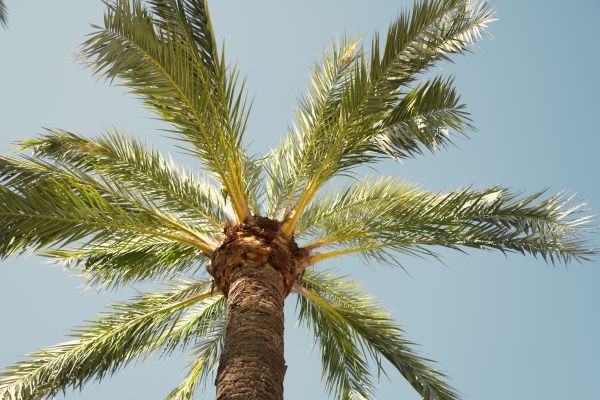 Cost of Palm Tree Removal in Eden Prairie
