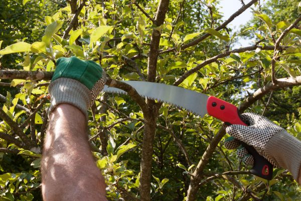 Cost of Small Tree Removal in Eden Prairie