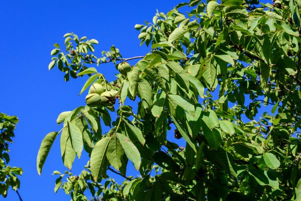 Cost of Walnut Tree Removal in Eden Prairie