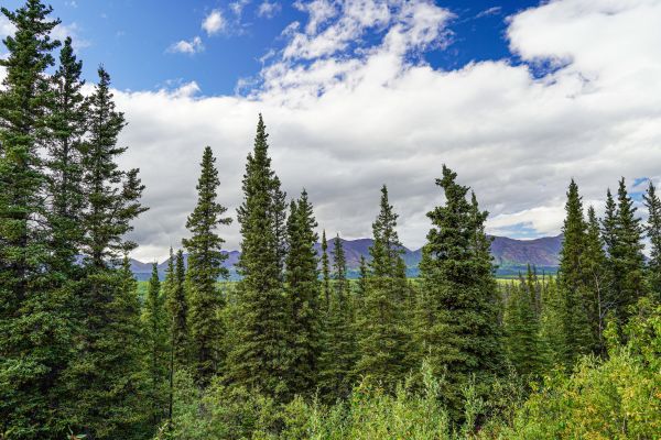Cost of Spruce Tree Removal in Eden Prairie