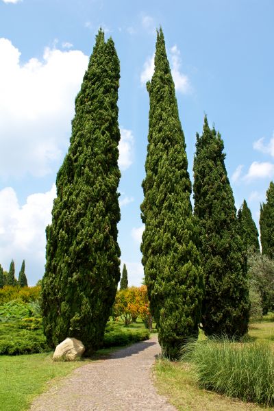 Cost of Cypress Tree Removal in Eden Prairie