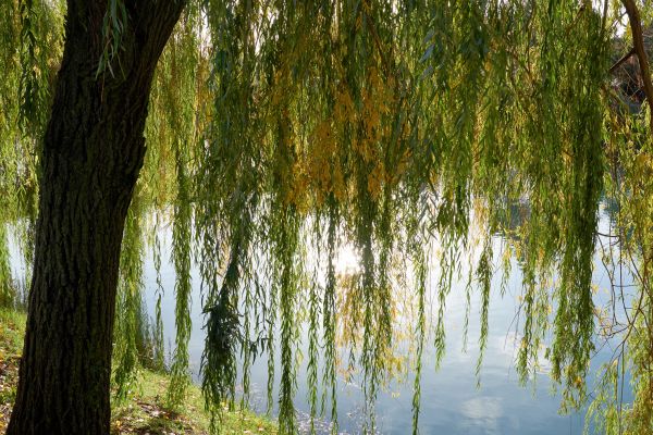 Cost of Willow Tree Removal in Eden Prairie