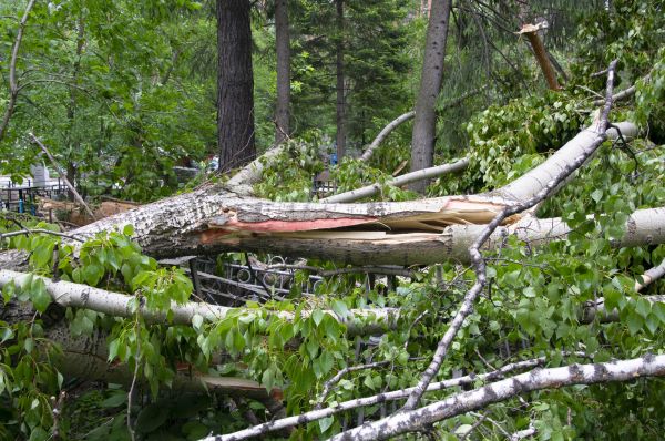 Cost of Birch Tree Removal in Eden Prairie