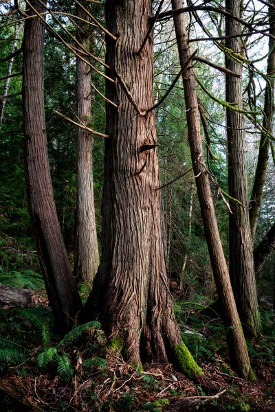 Cost of Cedar Tree Removal in Eden Prairie