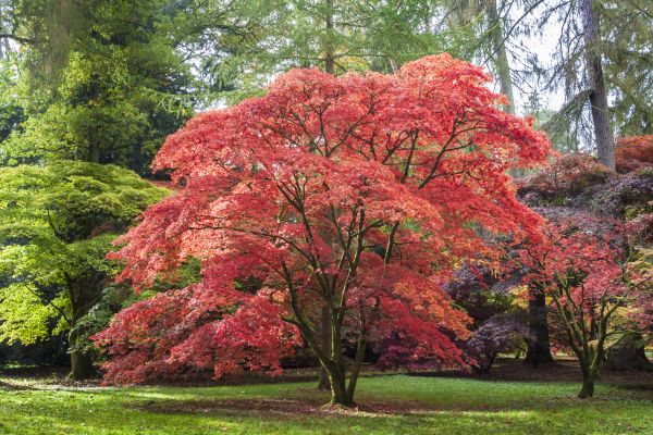 Cost of Maple Tree Removal in Eden Prairie