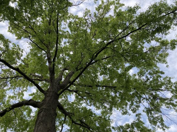 Cost of Oak Tree Removal in Eden Prairie