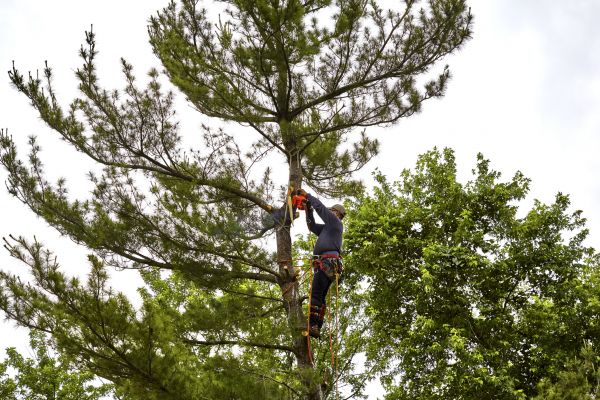 Cost of Pine Tree Removal in Eden Prairie