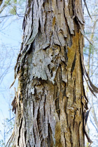 Cost of Hickory Tree Removal in Eden Prairie