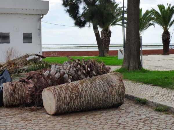 Cost of Palm Trees Removal in Eden Prairie
