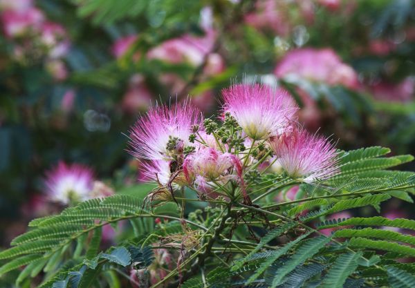 Cost of Mimosa Tree Removal in Eden Prairie