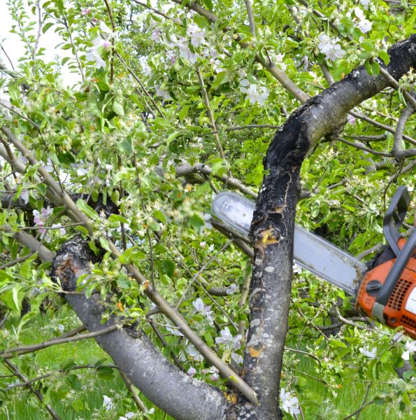 Cost of Apple Tree Removal in Eden Prairie