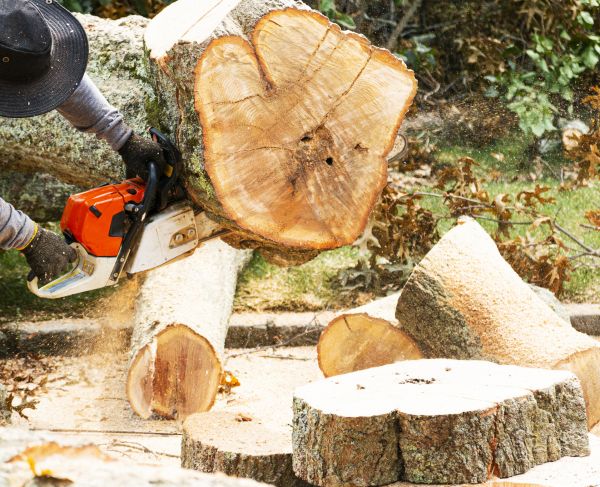 Cost of Tree Removal Service in Eden Prairie