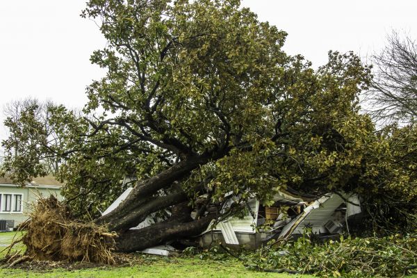 Cost of Fallen Tree Removal in Eden Prairie