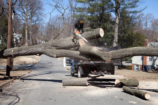 Cost of Residential Tree Removal in Eden Prairie